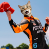 2019 Australian GP Race Thread: We have hardly even started so it ain't over - last post by Frood